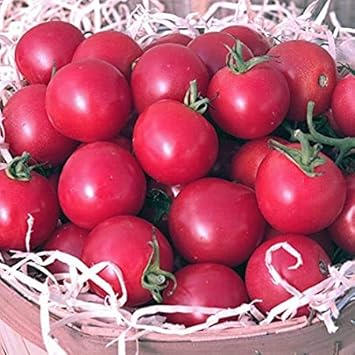 Dark Pink Tomato Solanum lycopersicum for planting in urban garden